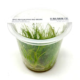 ADA 小莎草 Eleocharis montevidensis IC140
